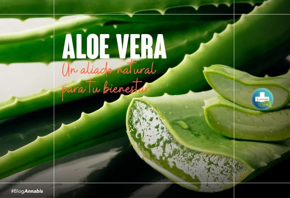 Aloe vera un aliado natural para tu bienestar